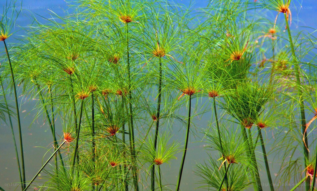 Papyrus plants in a wetland