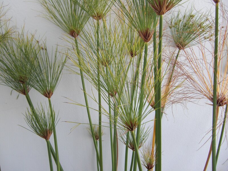 Papyrus plants in bloom