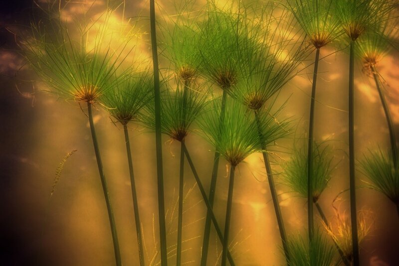 Papyrus plants in golden light