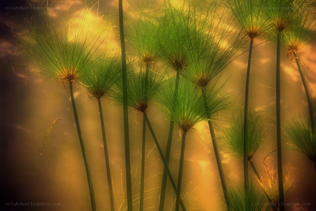 Papyrus plants in golden light