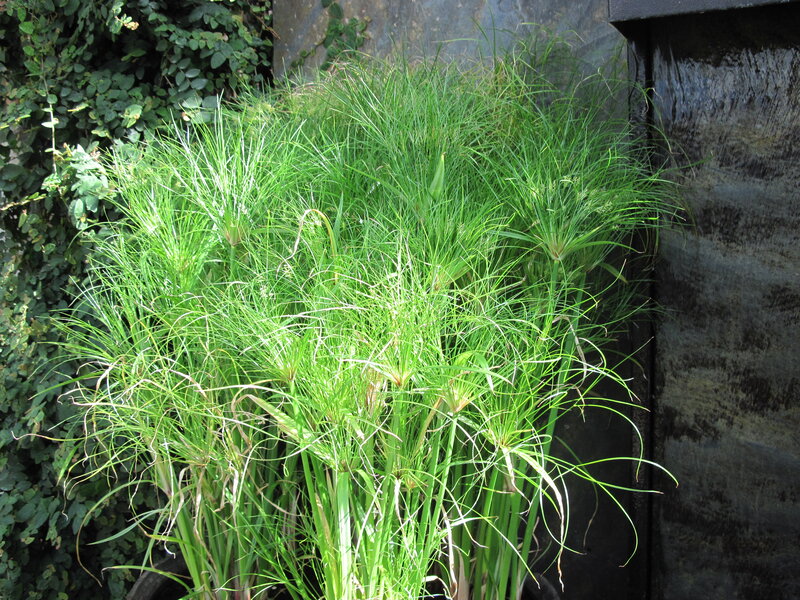 Papyrus Plants in Pot
