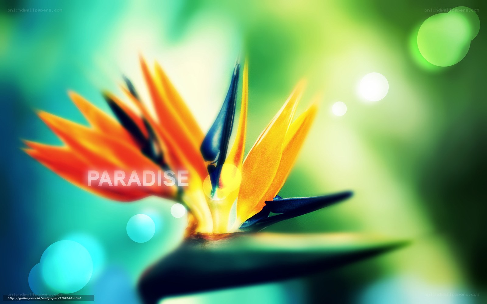 Paradise Bird of Paradise