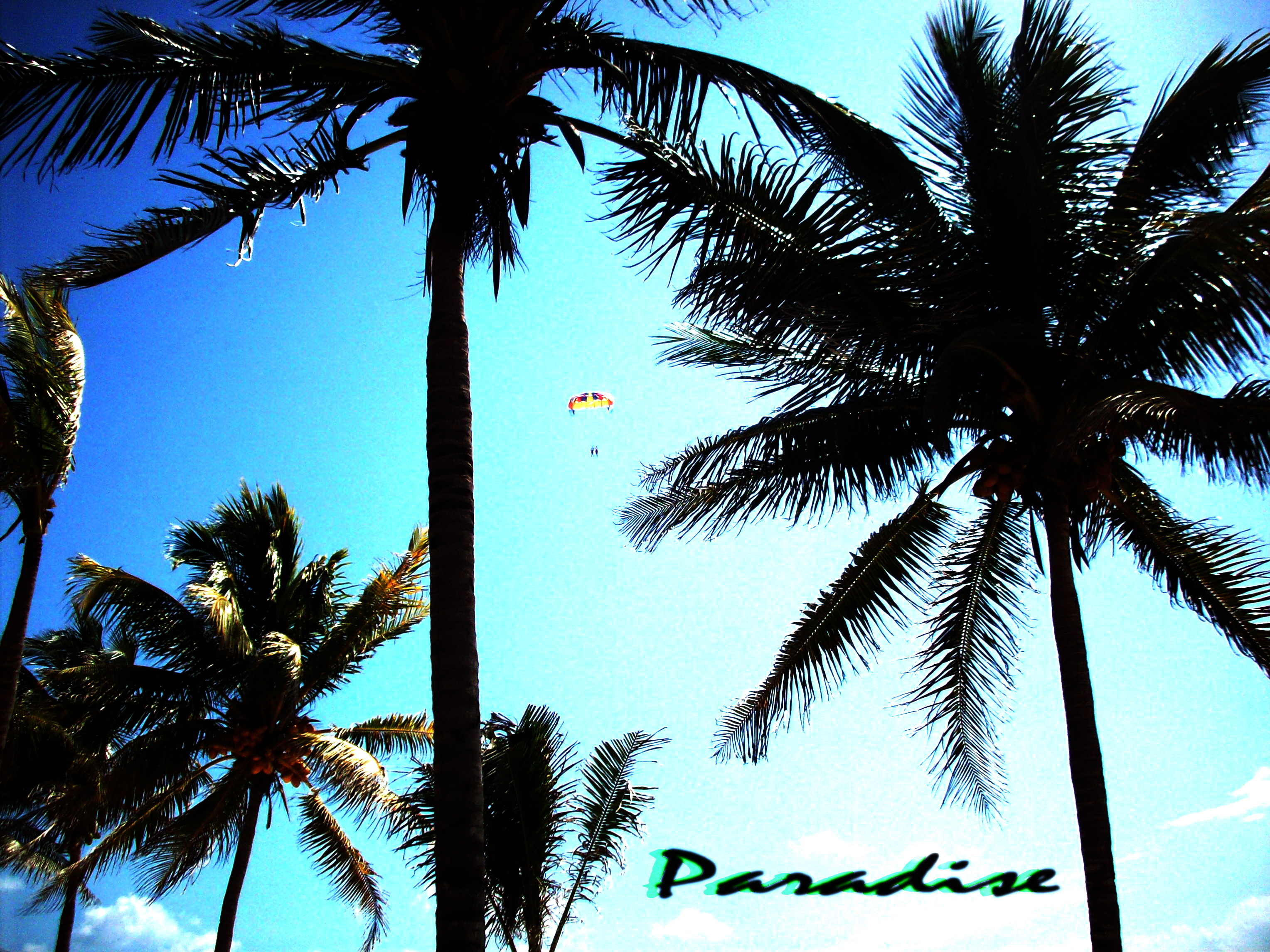 Paradise with palm trees