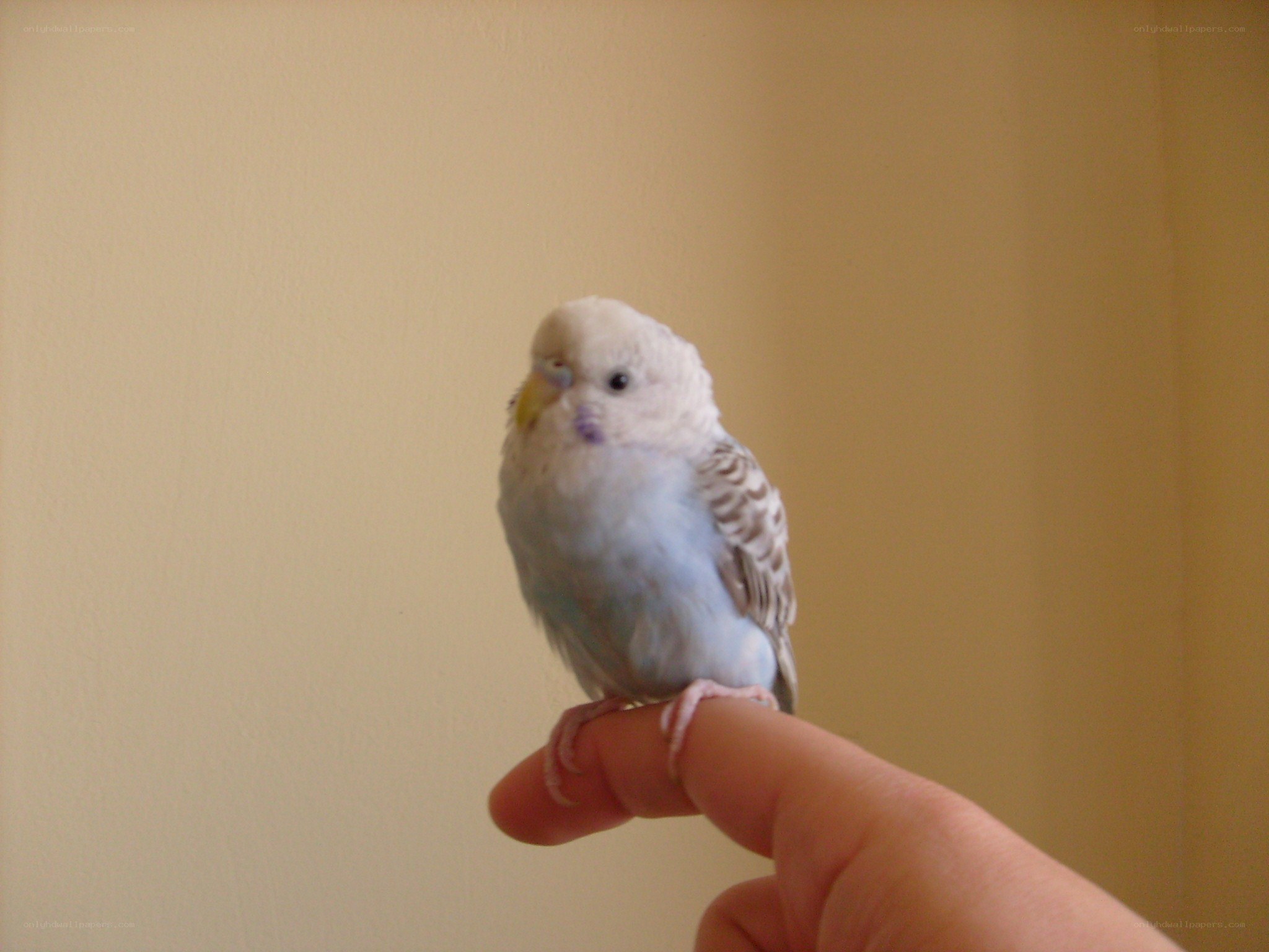 parakeet on a finger