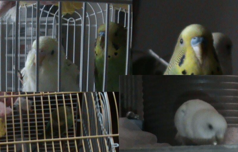 parakeets in a cage