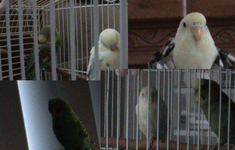 Parakeets in Cage