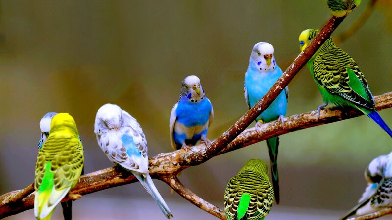 Parakeets on a Branch — Blue