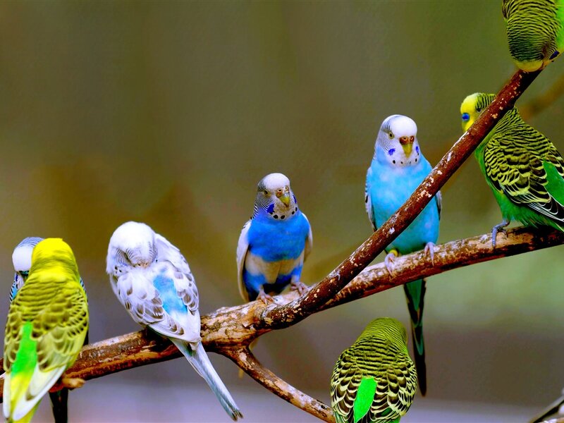 Parakeets on a Branch — Green