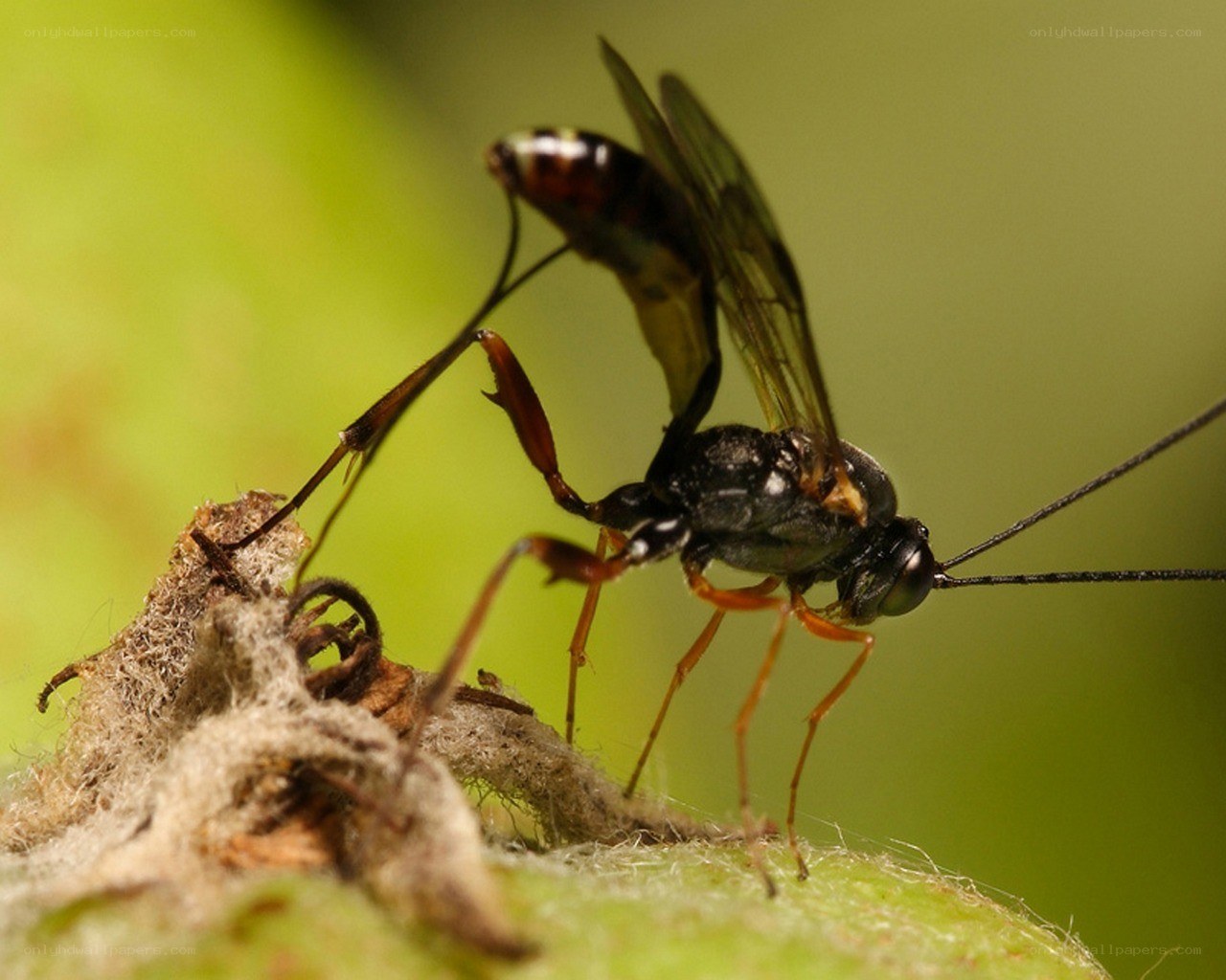 parasitic wasp on plant