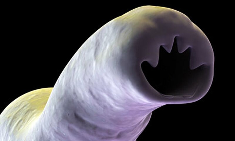 Parasitic worm head