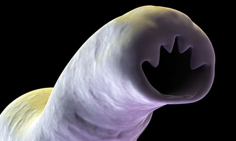 Parasitic Worm Mouth