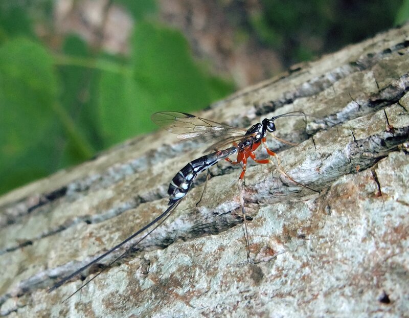 parasitoid wasp on tree bark