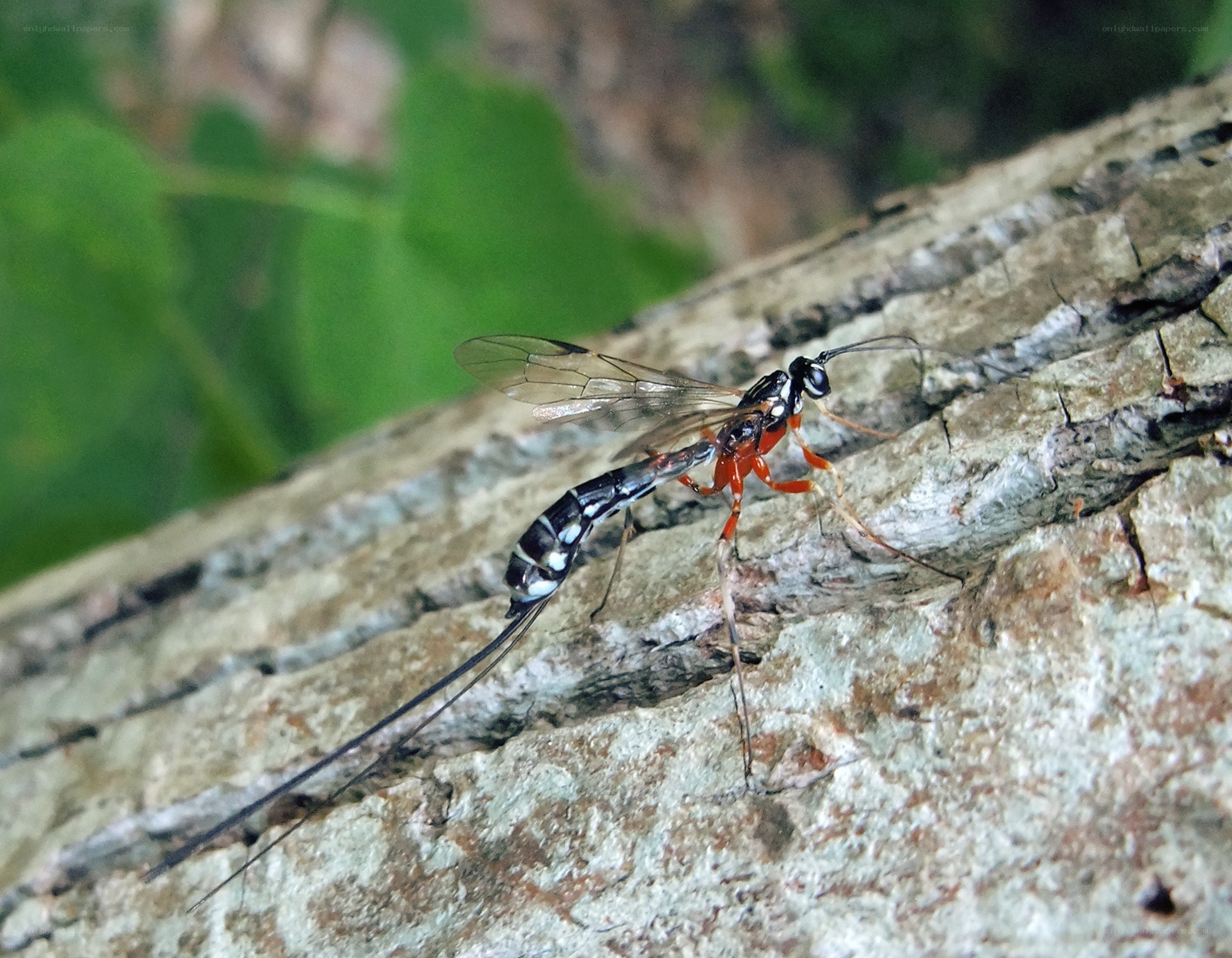 parasitoid wasp on tree bark