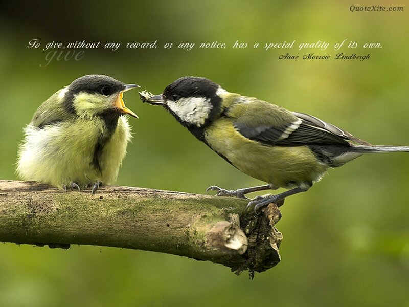 Parent Bird Feeding Chick — Green, Natural