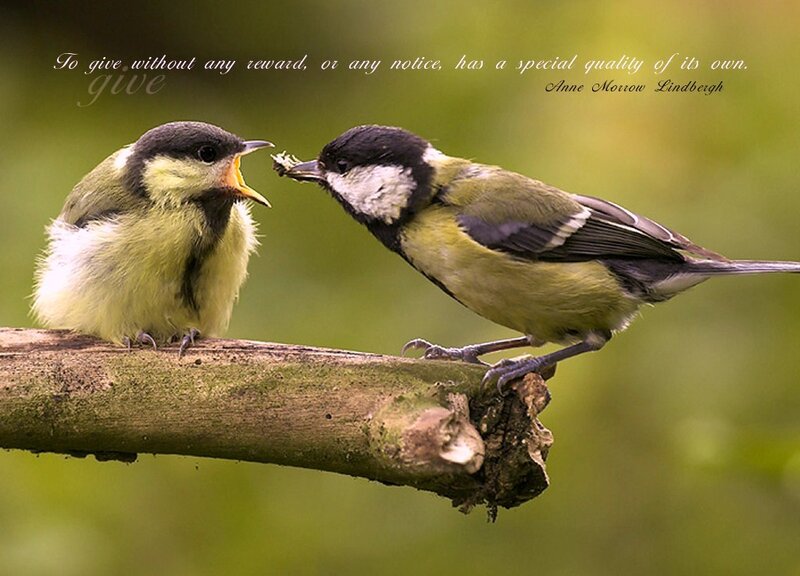Parent Bird Feeding Chick — Green, Serene