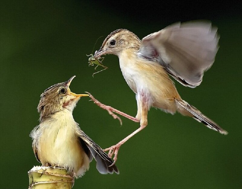 Parent Bird Feeding Chick — Green