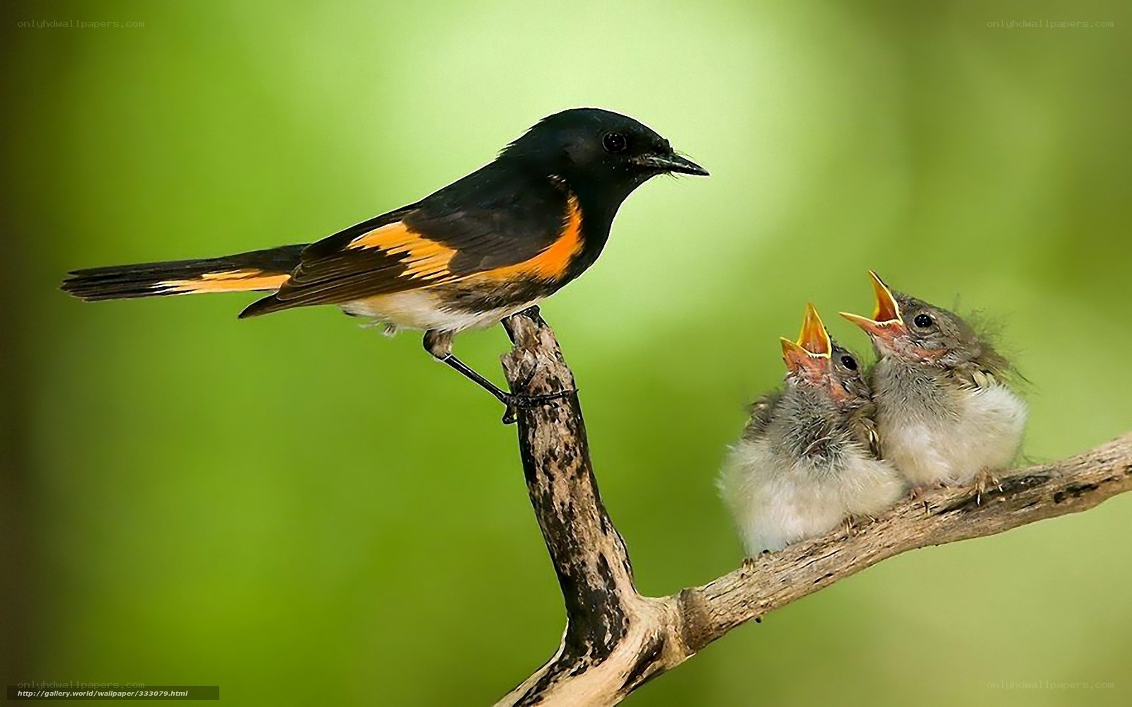 parent bird feeding chicks