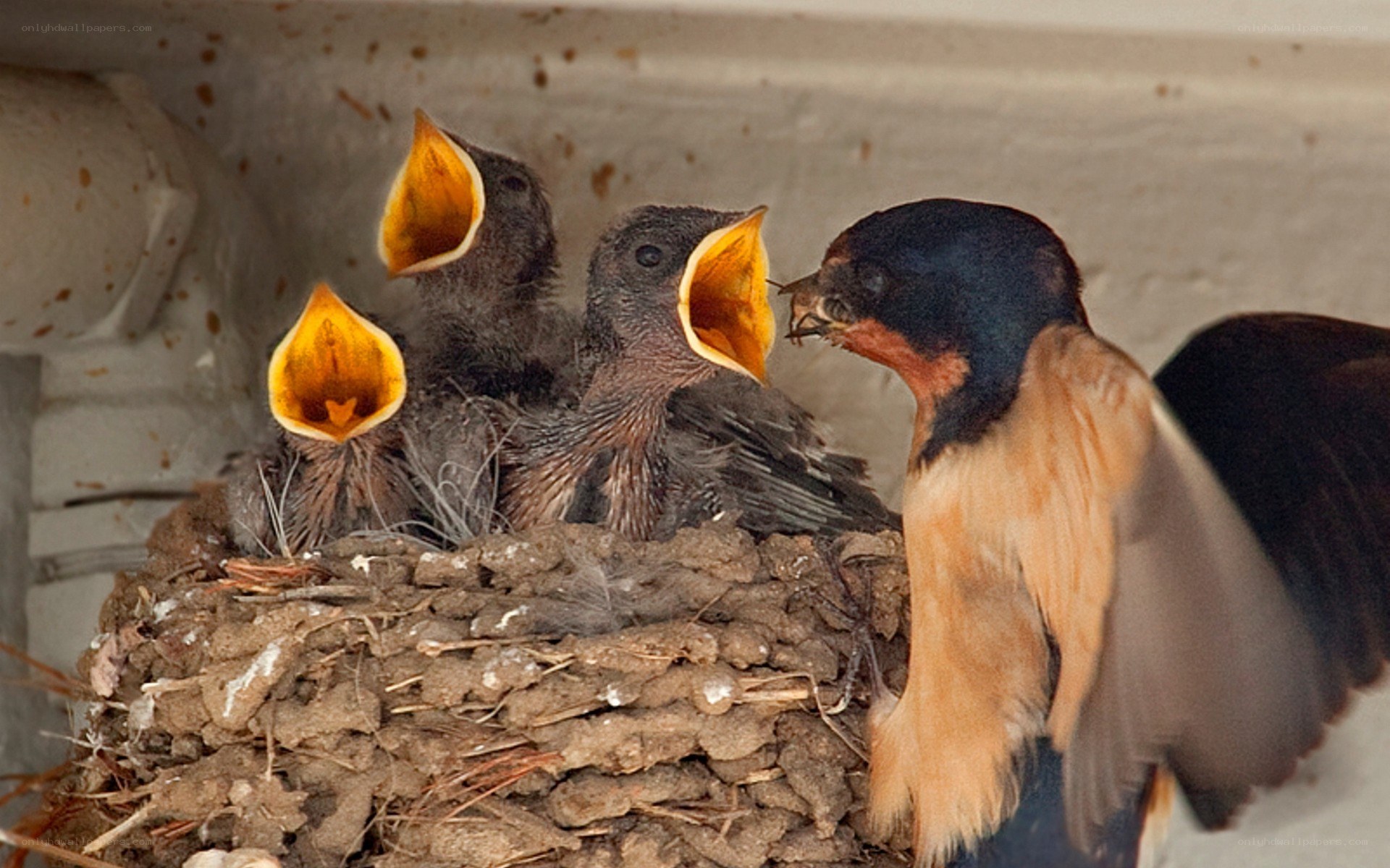 parent bird feeding chicks