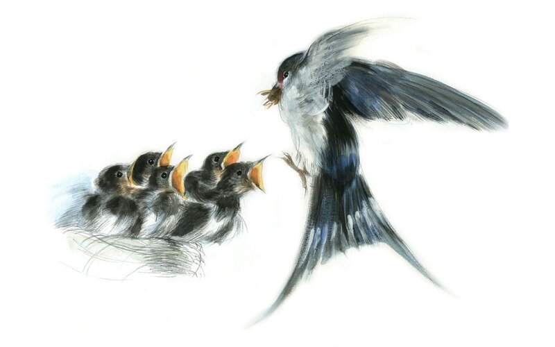 Parent bird feeding chicks