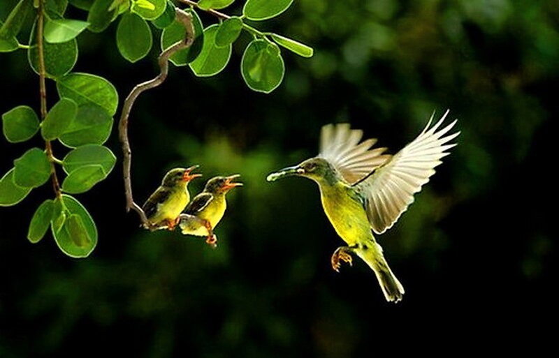 Parent Bird Feeding Chicks — Green, Natural, Afternoon