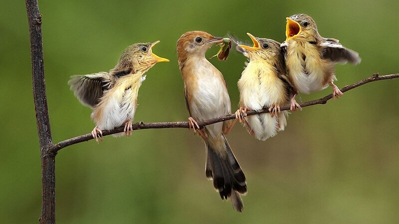 Parent Bird Feeding Chicks — Green, Natural, Morning, Photograph, Chick