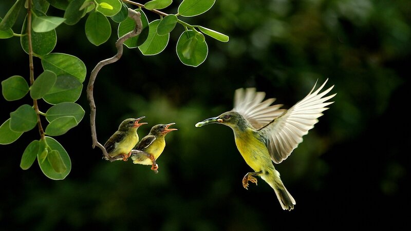 Parent Bird Feeding Chicks — Green, Natural, Morning, Photograph
