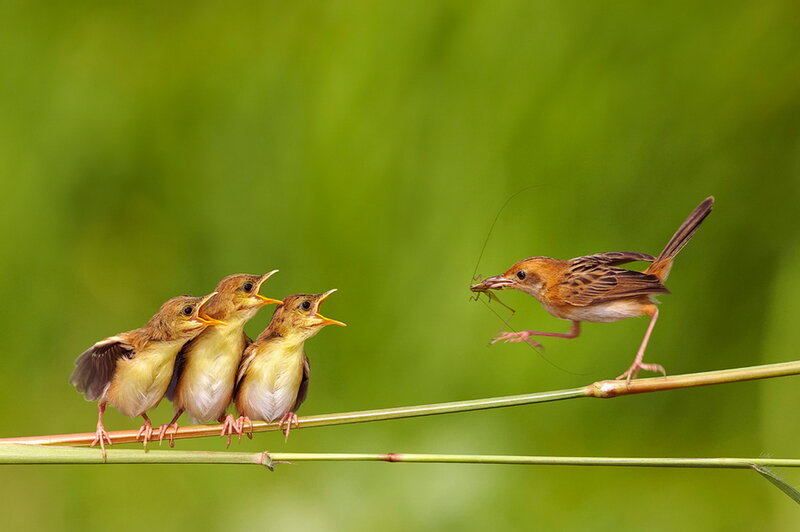Parent Bird Feeding Chicks — Green, Natural, Morning