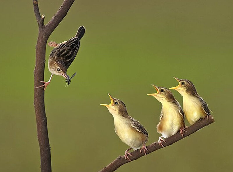 Parent Bird Feeding Chicks — Green, Natural