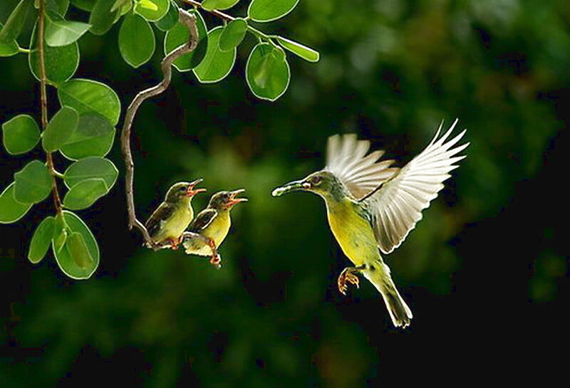Parent Bird Feeding Chicks — Green