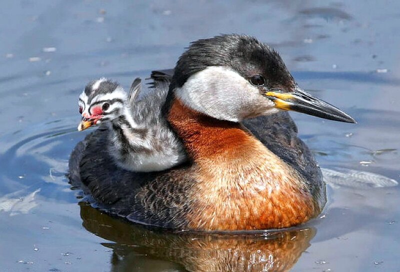 Parent bird with chick on back