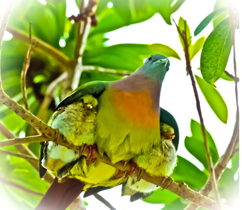 Parent Bird with Chicks