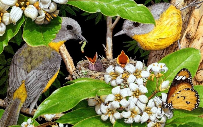 Parent Birds Feeding Chicks — Green, Serene, Morning