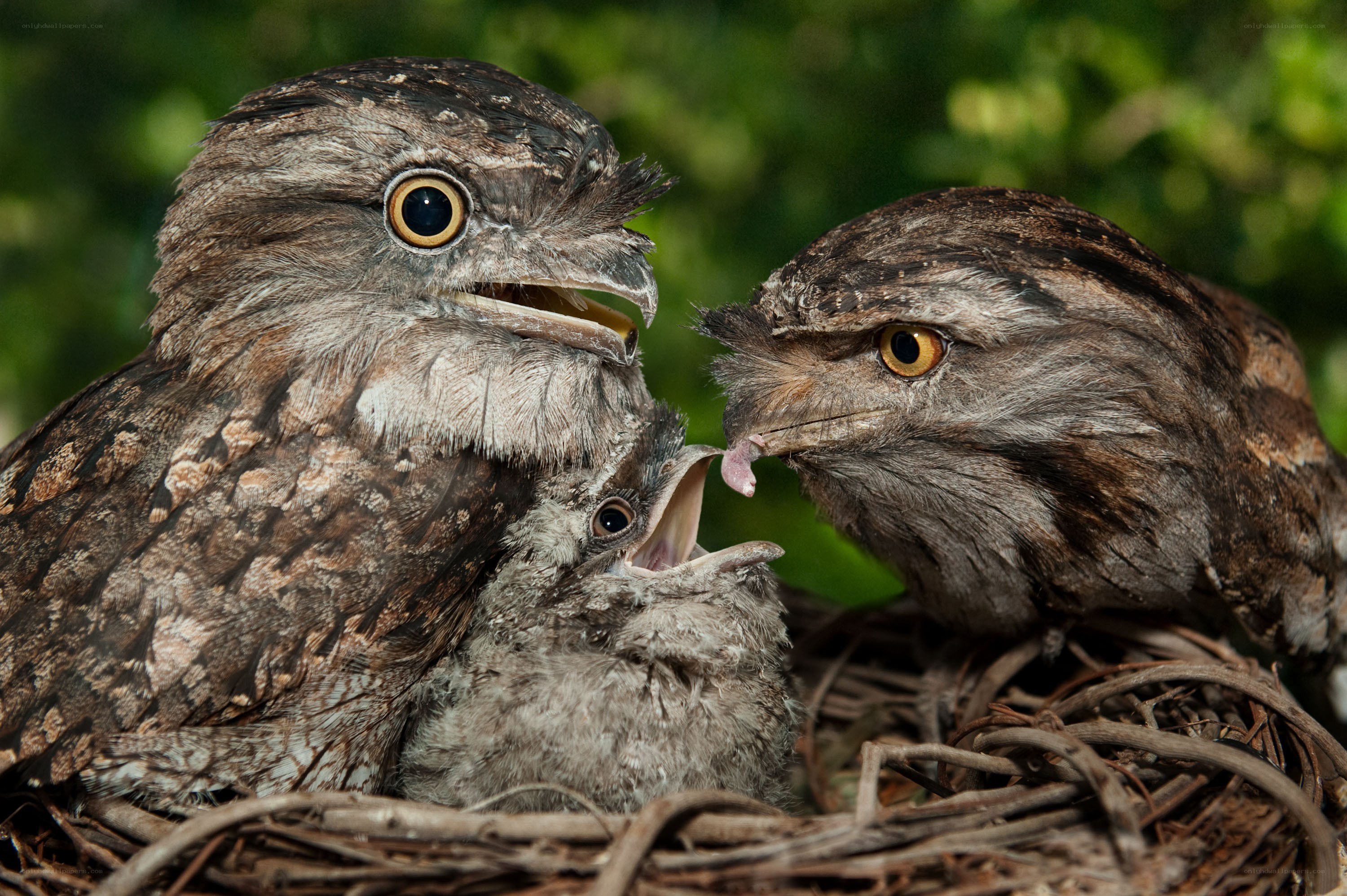 Parent birds feeding chicks