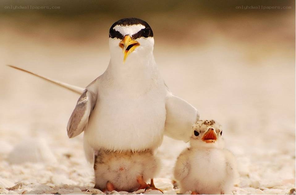 Parent tern with chicks