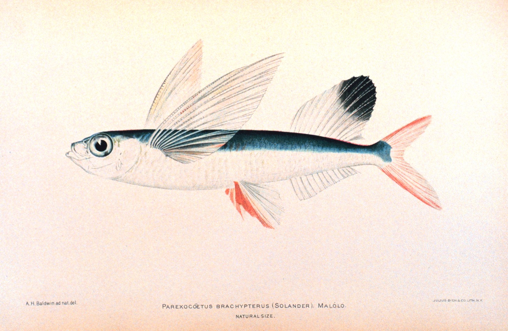 Parexocoetus brachypterus fish