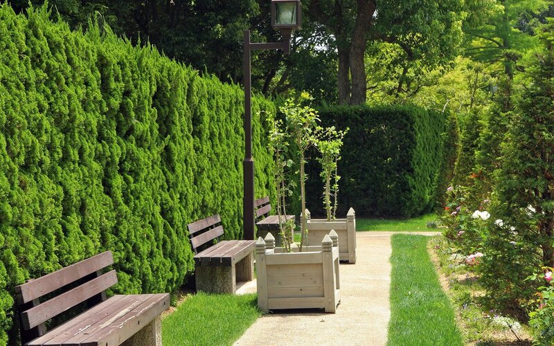 Park bench and hedge path
