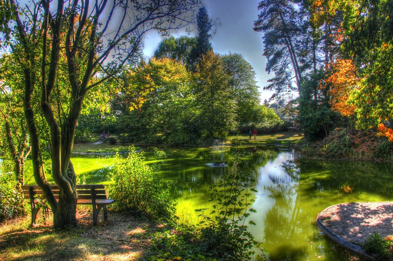 Park Bench by Pond — Green, Serene