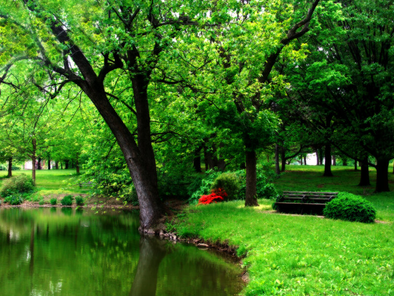 Park Bench by Pond