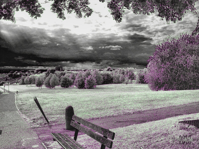 Park Bench in Field