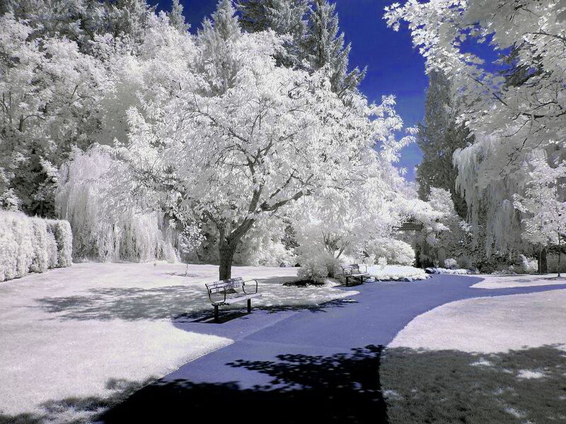 Park Bench in Infrared