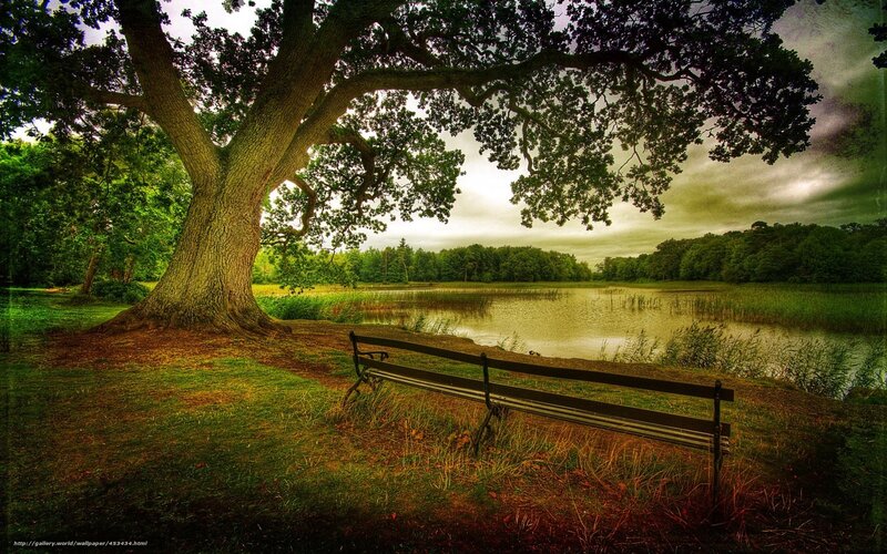 Park bench under a large tree