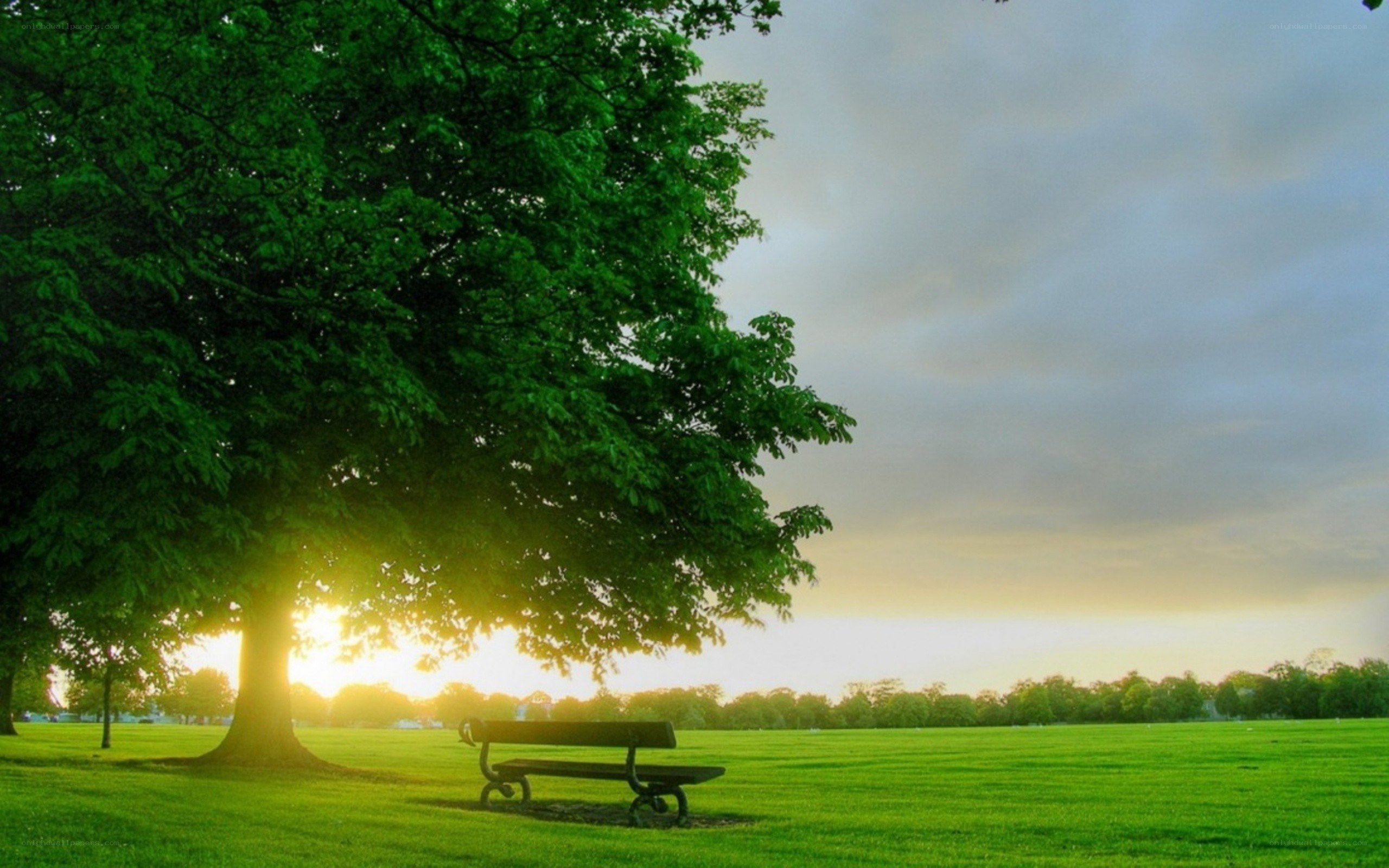 Park bench under a tree