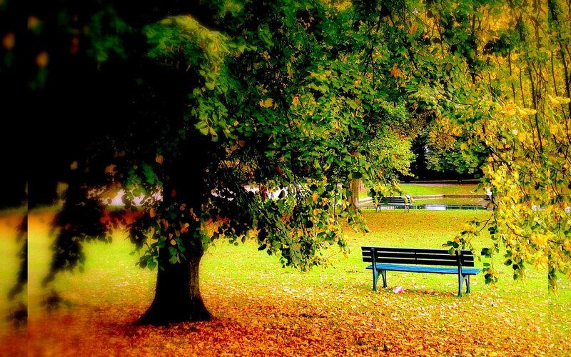 Park bench under autumn trees