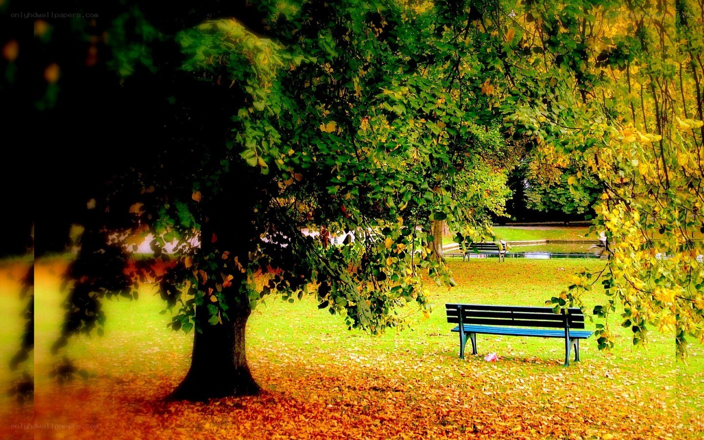 Park bench under autumn trees