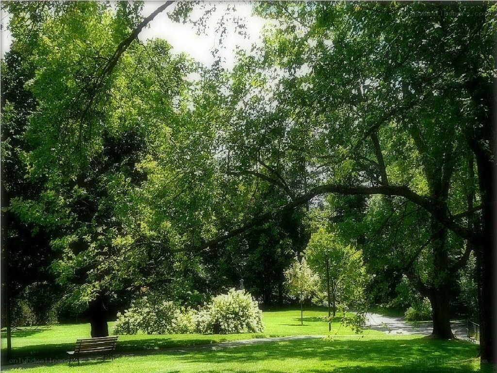 Park bench under leafy trees