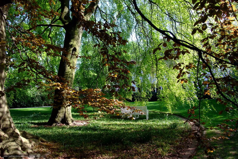 Park bench under leafy trees