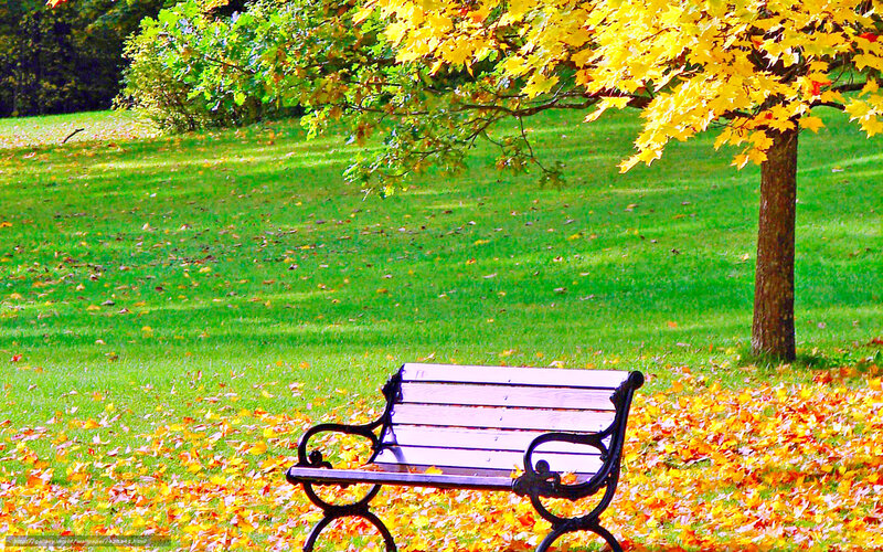 Park Bench under Tree — Green