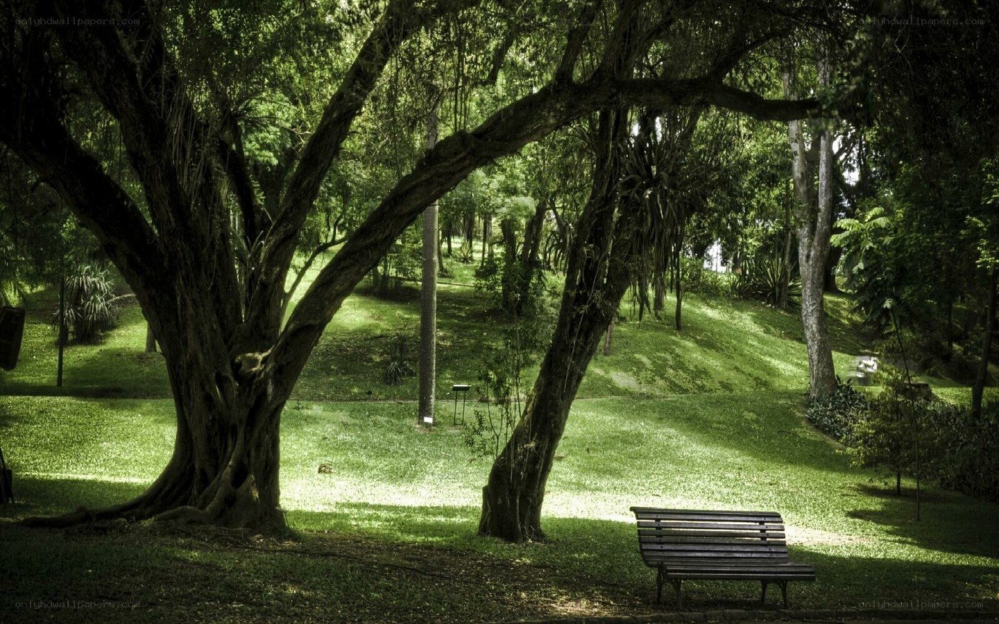 Park bench under trees
