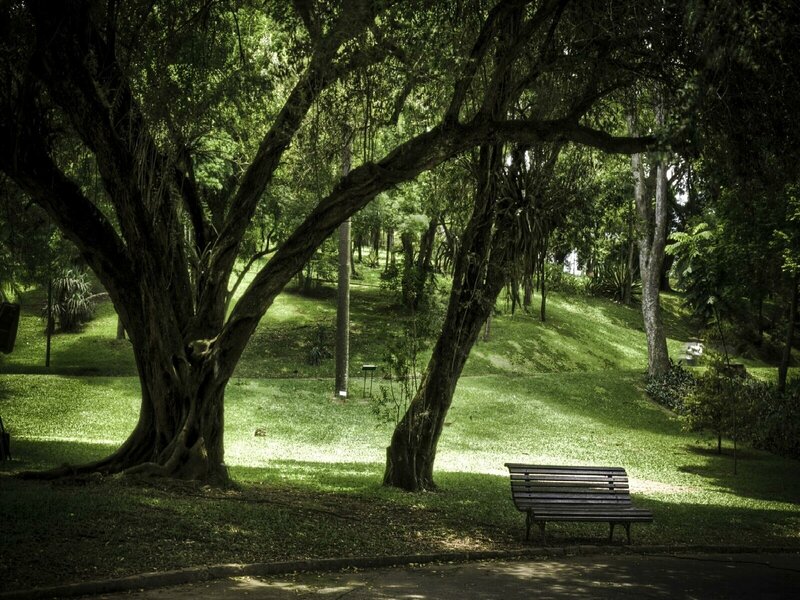Park bench under trees