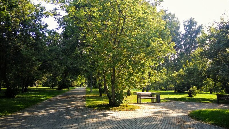 Park Bench under Trees — Green, Serene